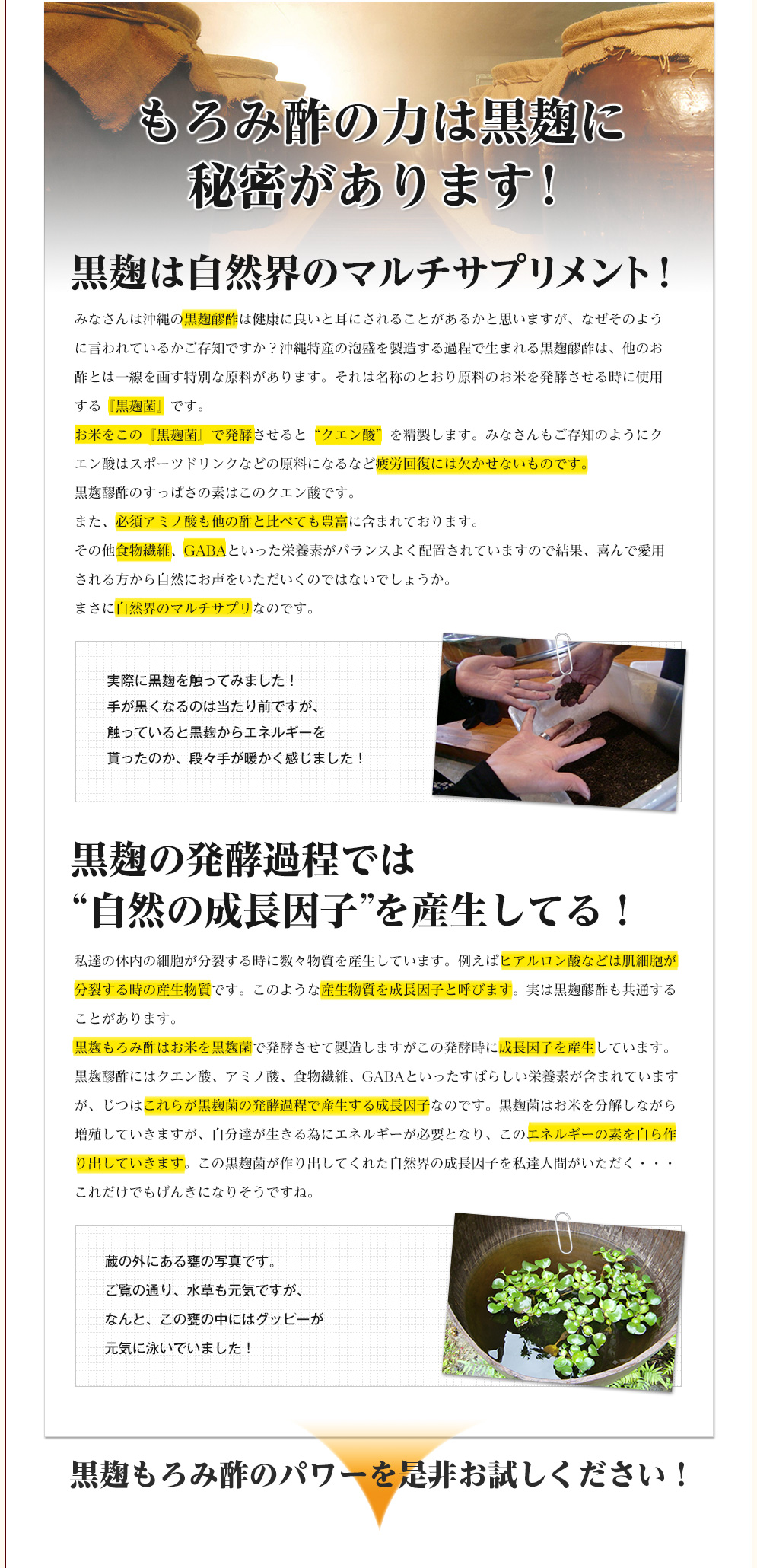 もろみ酢の力は黒麹に秘密があります！