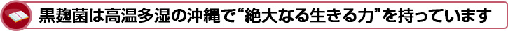 黒麹菌は高温多湿の沖縄で“絶大なる生きる力”を持っています